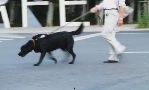 济南骑狗大队爆料视频大全,揭秘背后惊人真相